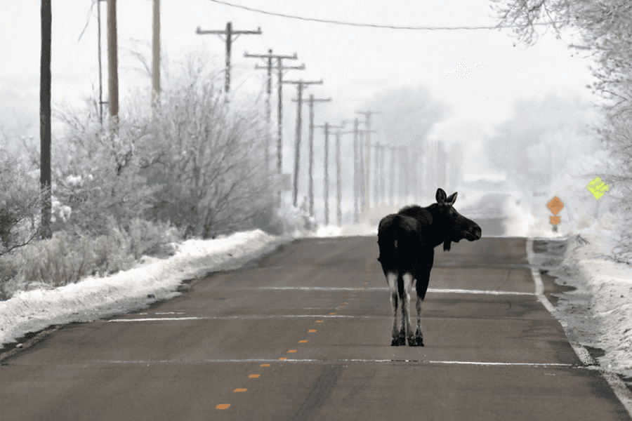 DWR: What To Do When You Spot Wildlife In Your Neighborhood