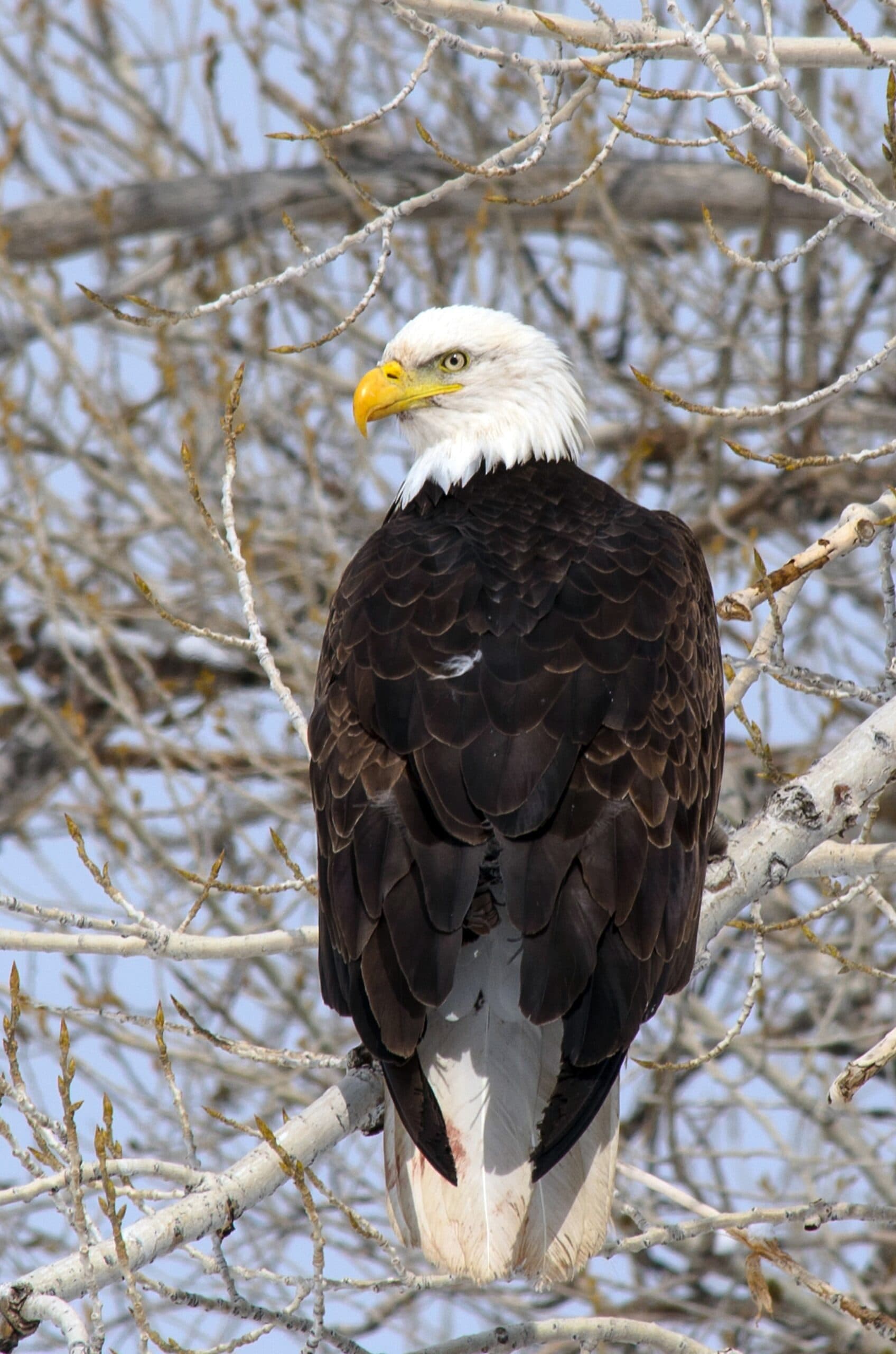 DWR: Catch Bald Eagles During Peak Season