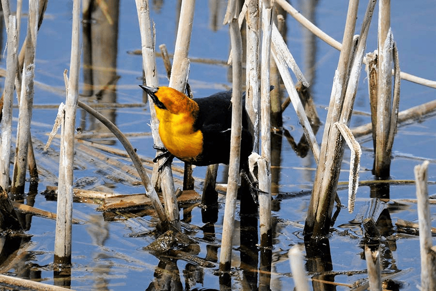 Local Event Scheduled For 125th Annual Christmas Bird Count