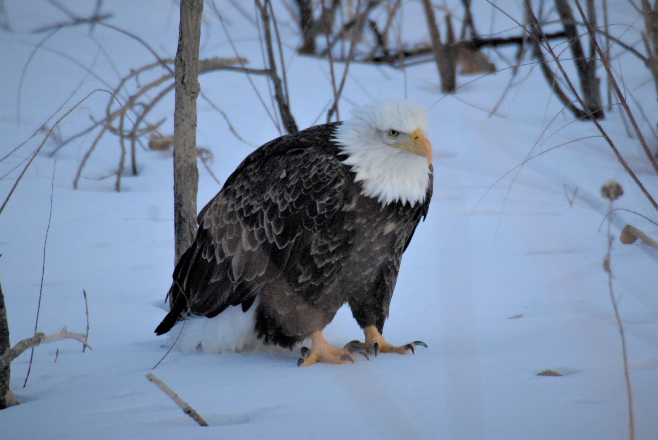DWR: Where To See Bald Eagles