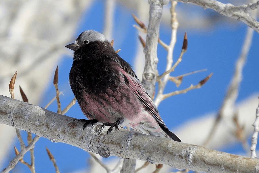DWR Rosy-Finch Viewing Event In Ashley National Forest
