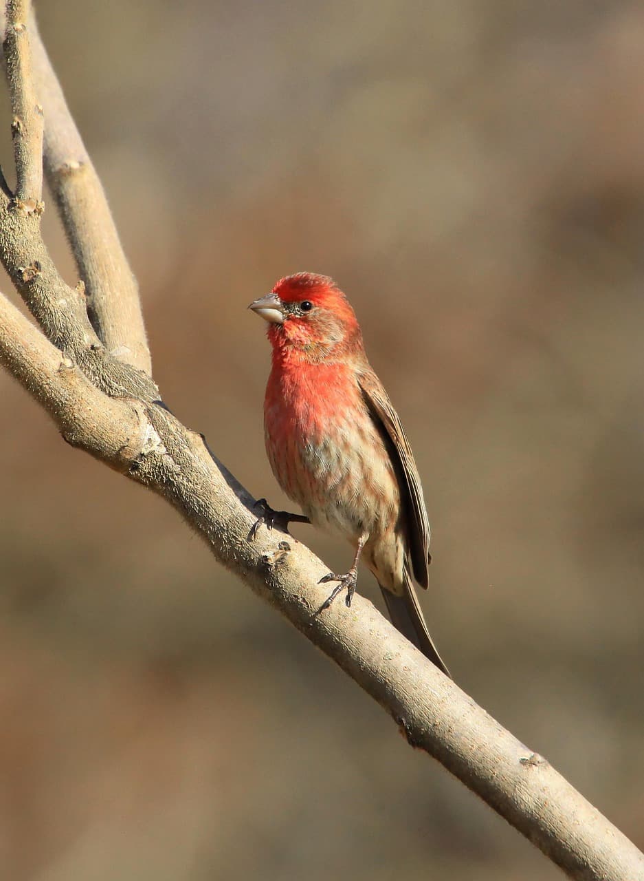 Rosy-Finch Viewing Event This Saturday