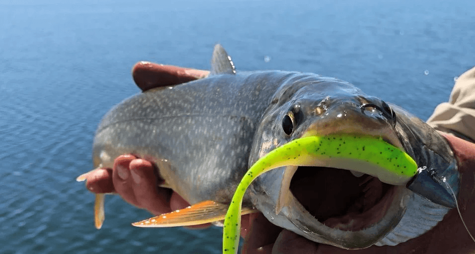 Community Welcome To Free Freshly Caught Lake Trout During Mack Attack
