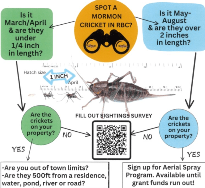Rio Blanco County Invites Residents To Think Ahead With Mormon Crickets
