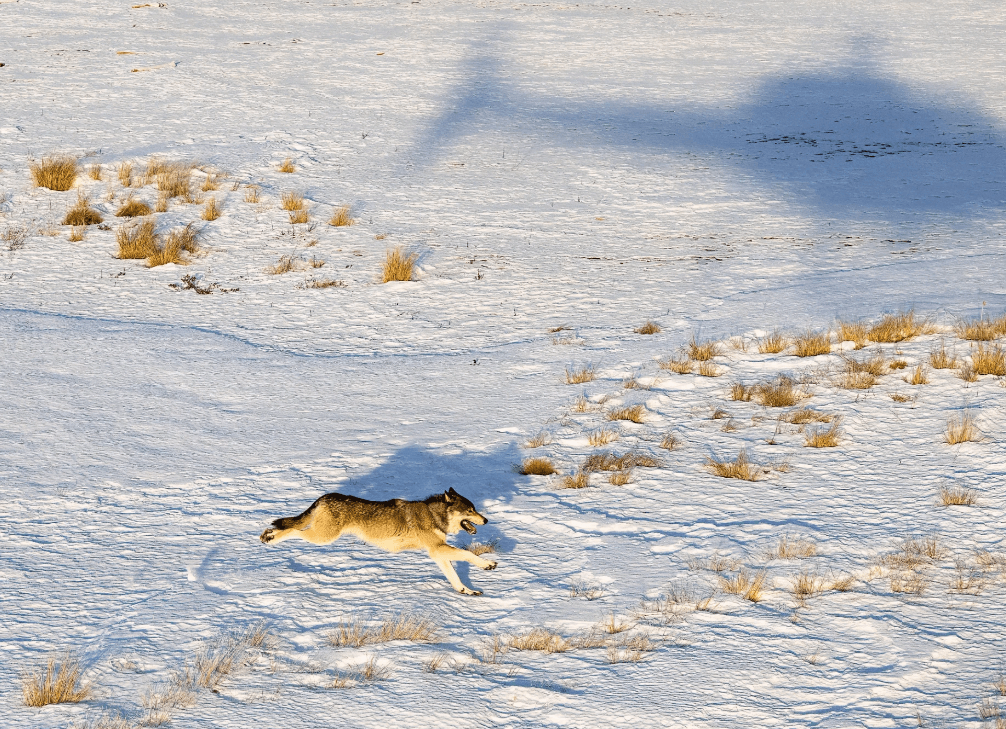 Wolf DNA Confirmed In Northwest Moffat County, Says Wildlife Officials