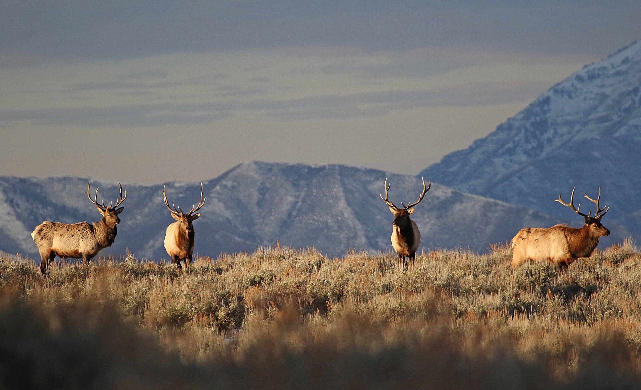 DWR: Hunting Big Game In 2025