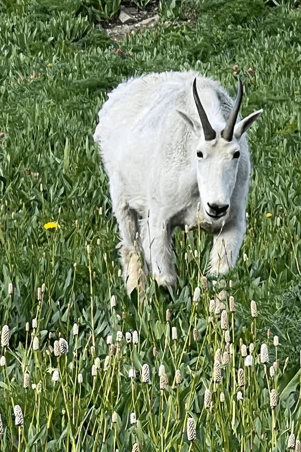 DWR Hosting Mountain Goat Viewing Event Near Upper Stillwater Dam