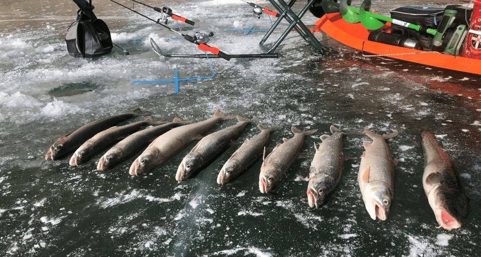 Fishing Contests Helping With Flaming Gorge Small Lake Trout Management