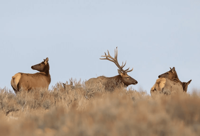 Utah Wildlife Board Seeking Applicants; Northeastern Region Position Opening