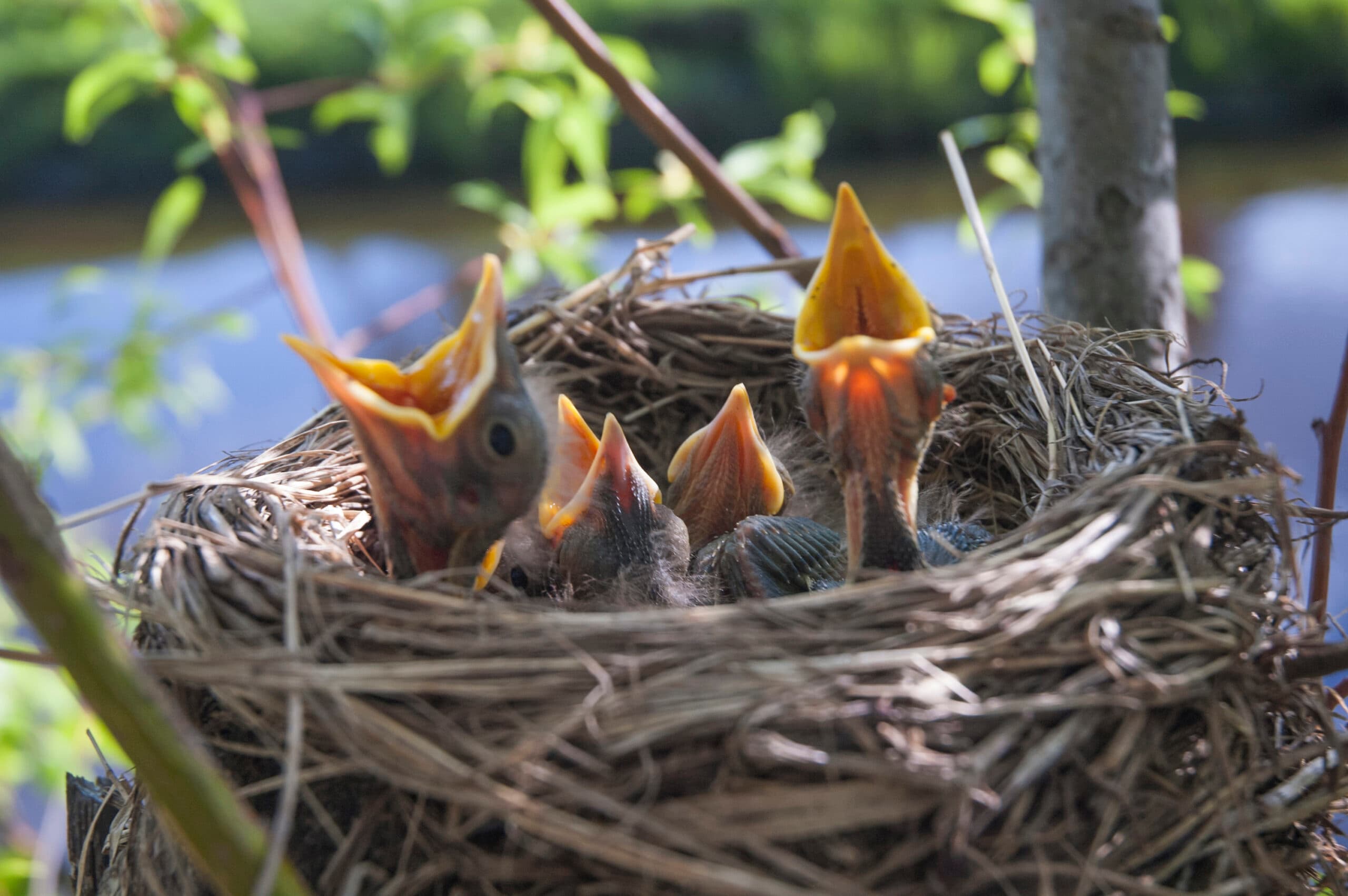 DWR: What To Do If You Find A Baby Bird on the Ground