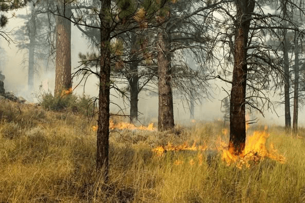 Ashley National Forest Prescribed Burns This Spring