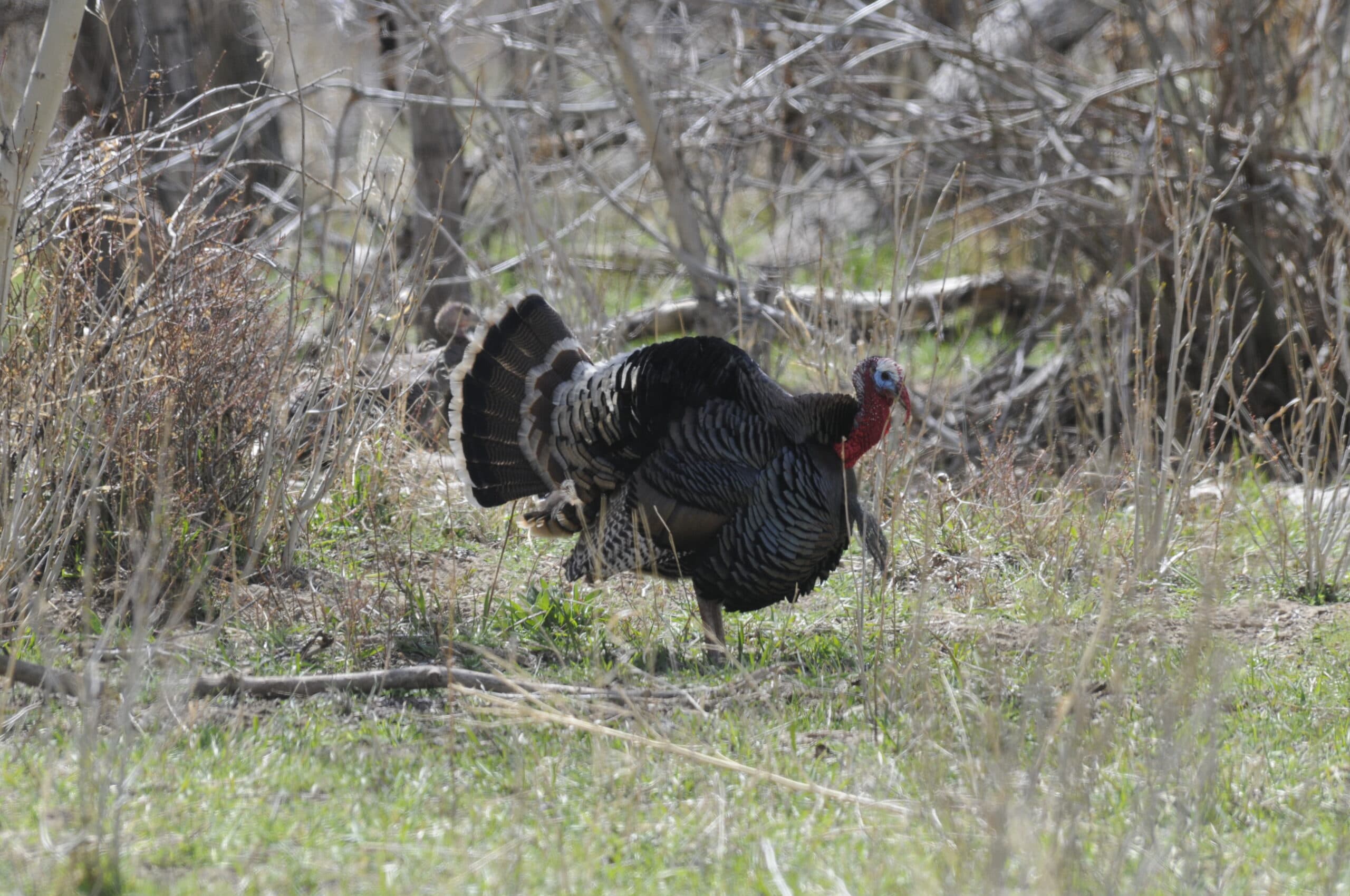 DWR: What To Expect In Northeastern Utah During 2025 Spring Turkey Hunts