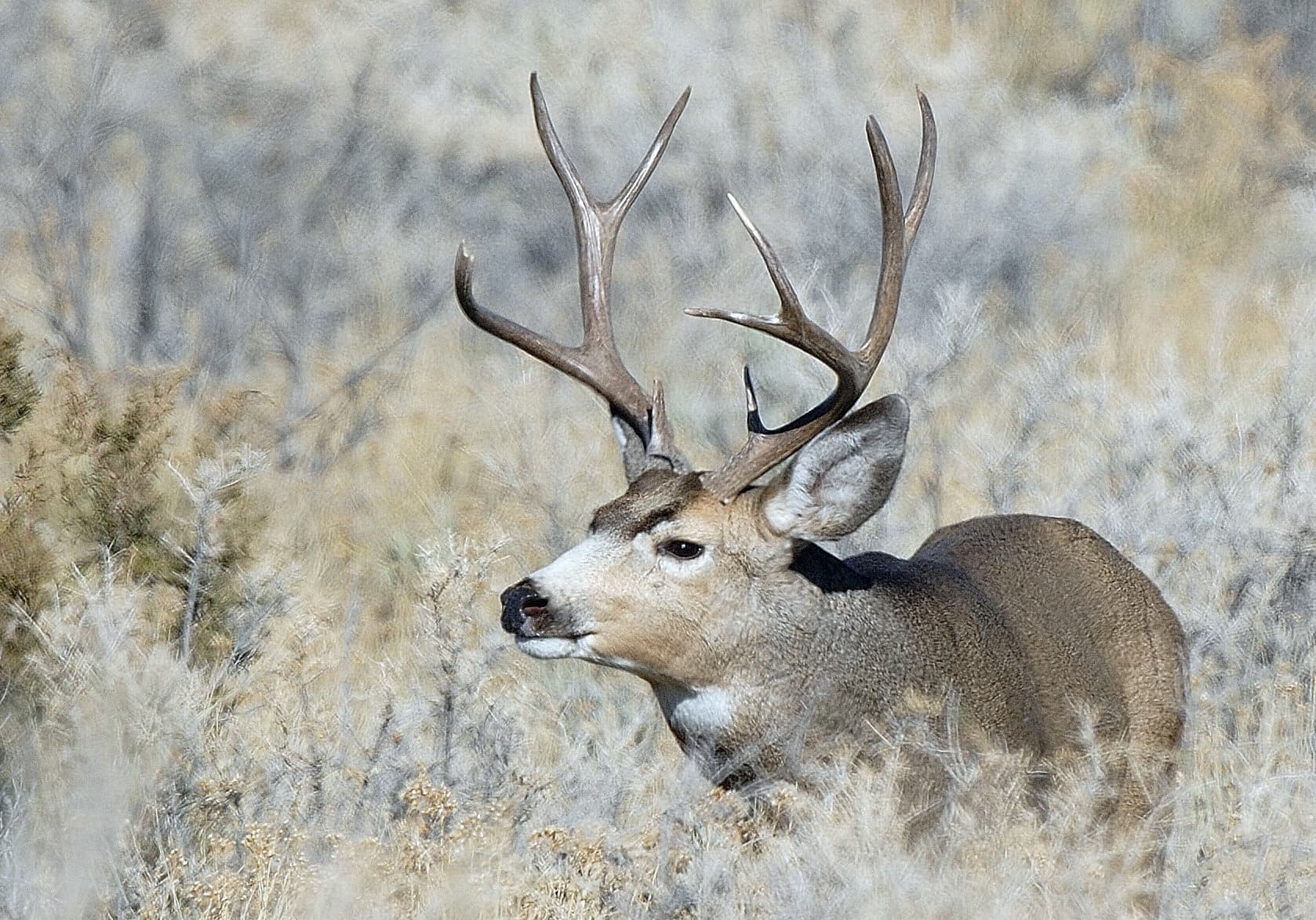 DWR: Increase In 2025 Deer Permits Recommended