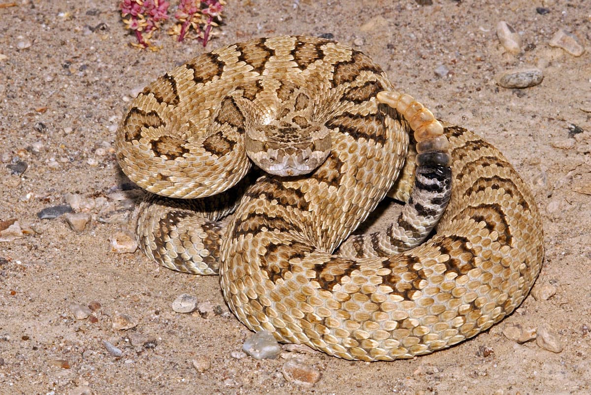 DWR: What To Do If You Encounter A Rattlesnake