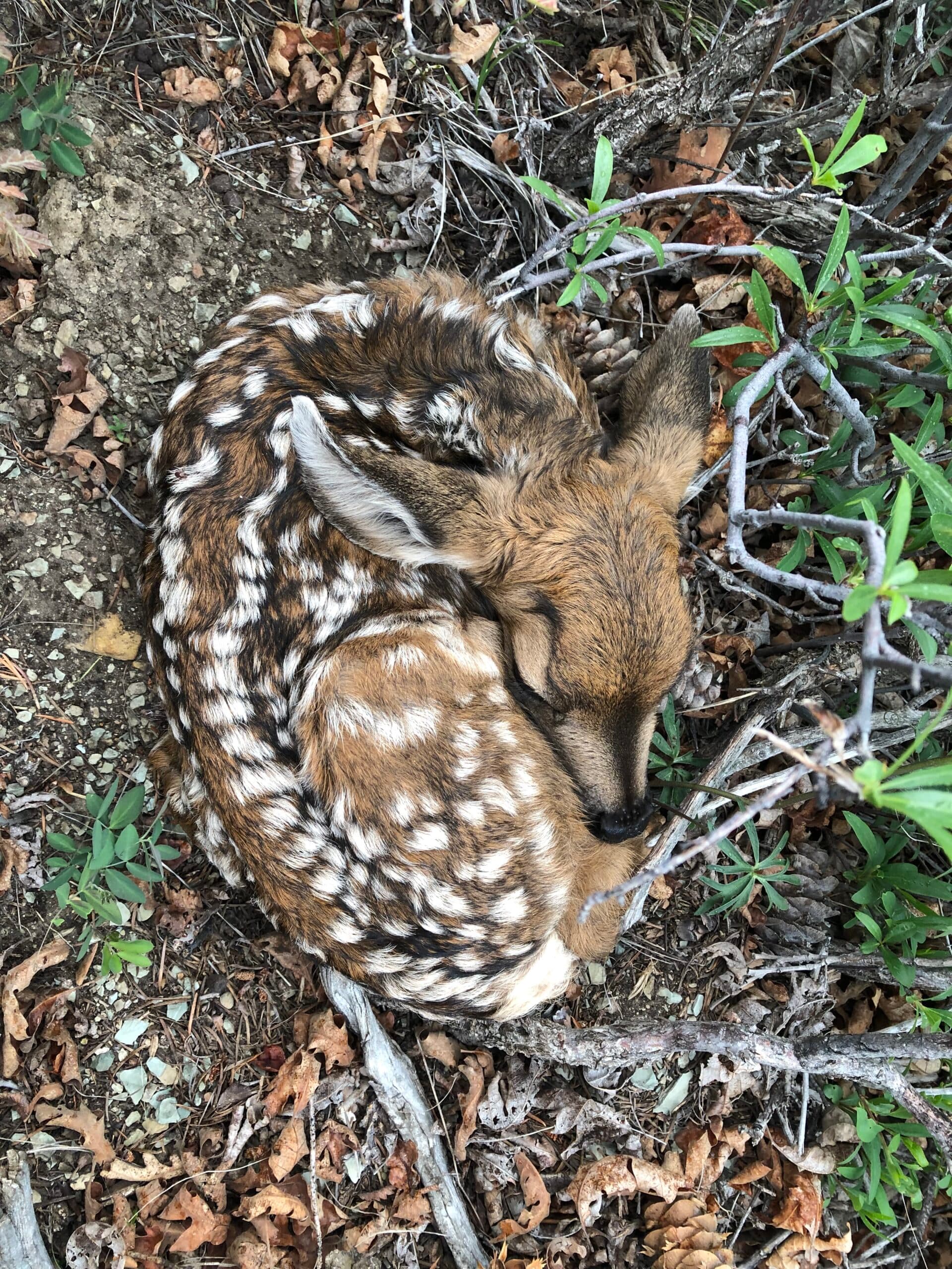 DWR: Found A Baby Deer Or Elk?