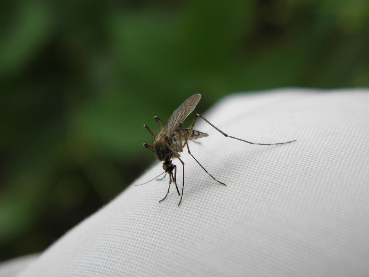 West Nile Virus Update
