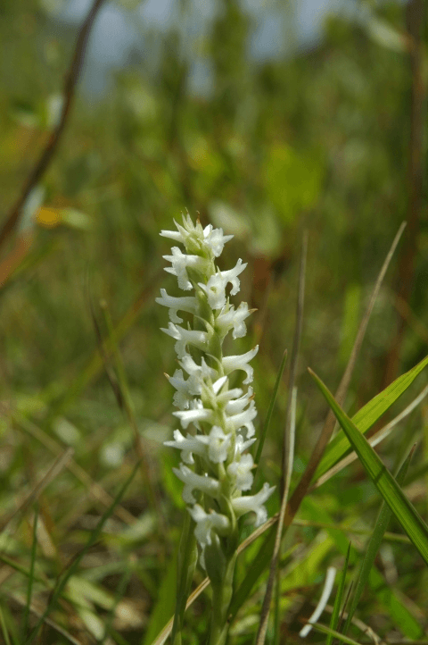 DWR: ‘Ute Ladies-Tresses’ A Conservation Success Story