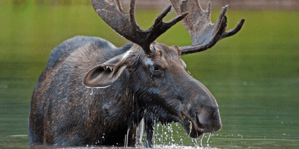 DWR: How To Avoid Conflicts With Moose