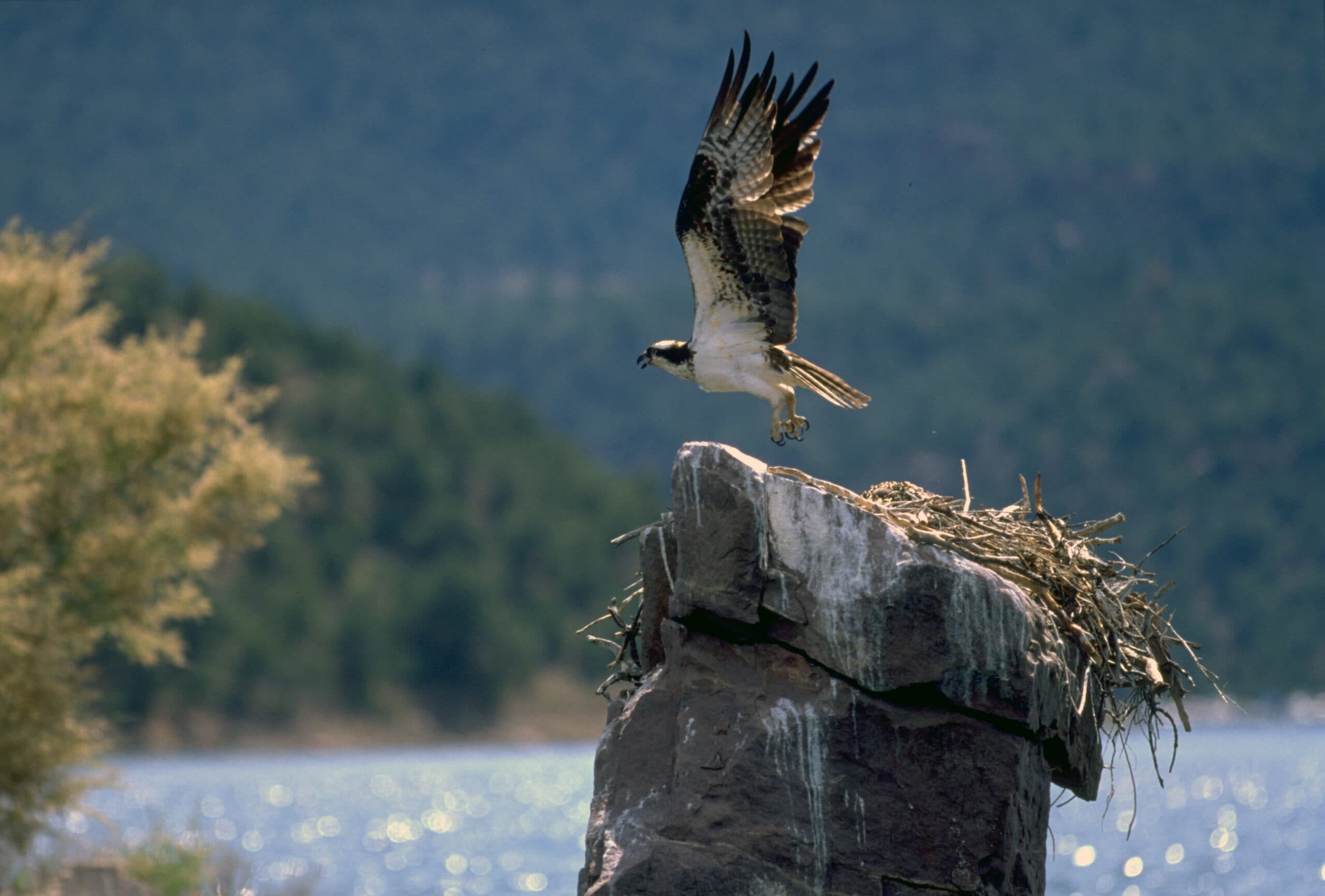 DWR: Osprey Viewing Event At Flaming Gorge