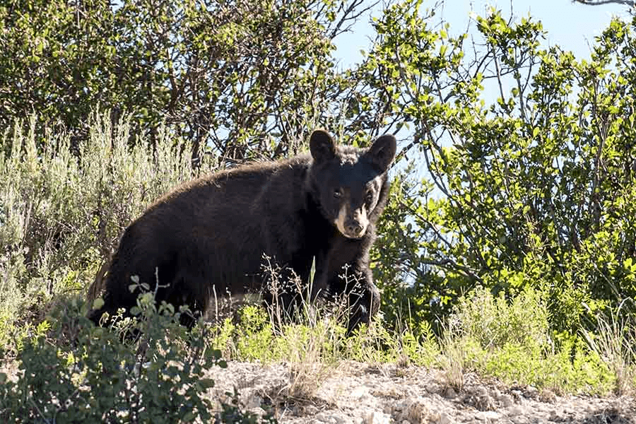 Local Sightings Prompt Reminder To Stay Bear Aware