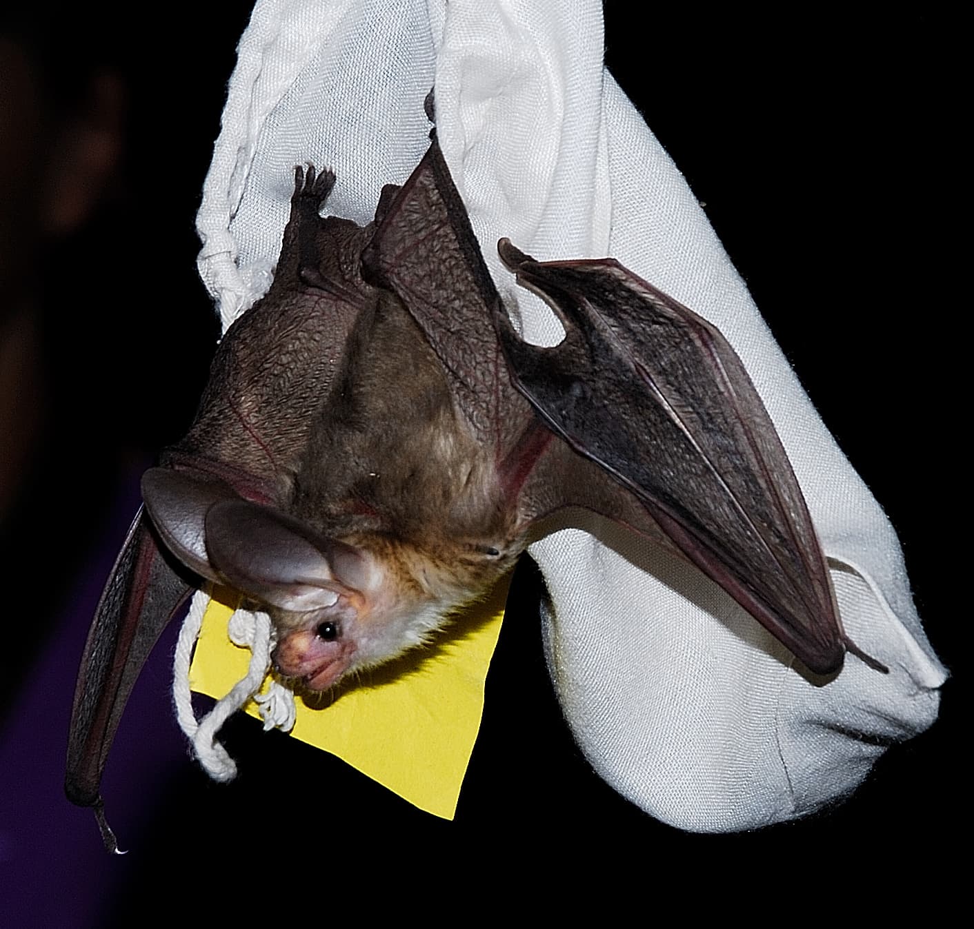 DWR: What To Know About Bats This Time Of Year
