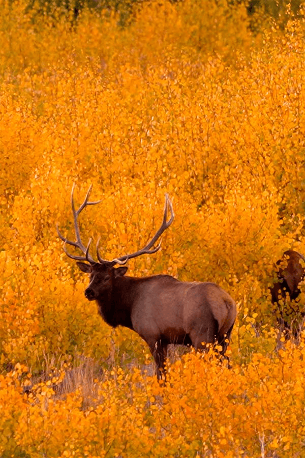 DWR: Remaining 2025 Deer/Elk Permits To Be Sold Beginning July 8