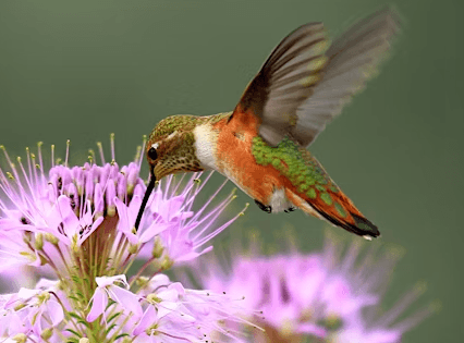 Space Limited, Get Registered For Hummingbird Banding Event