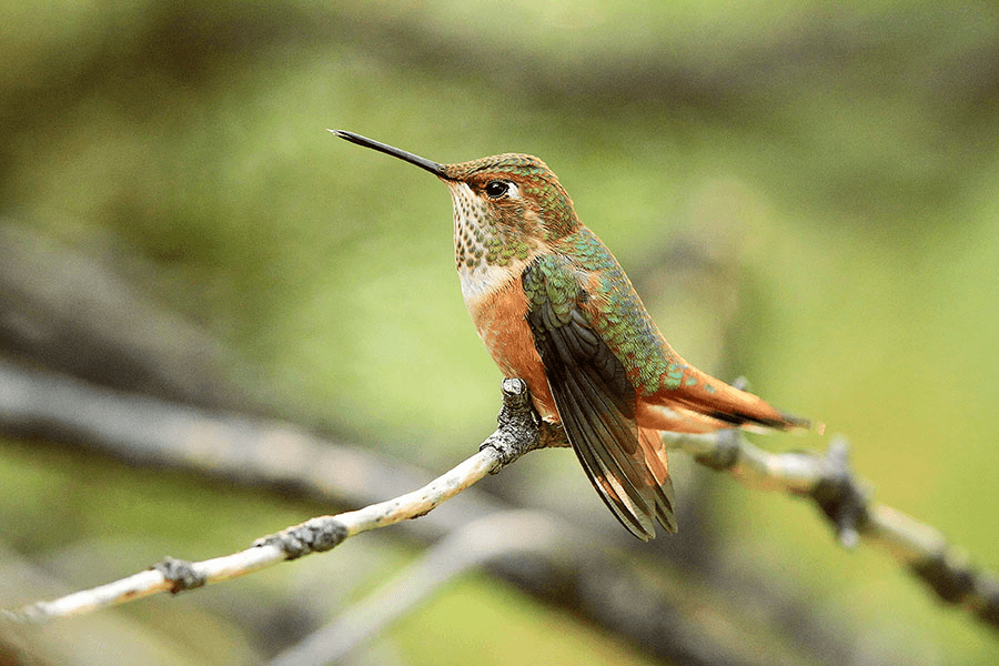 Popular Hummingbird Banding Event Happening This Month