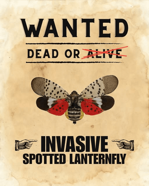 If You See A Spotted Lanternfly, Officials Say Kill It Immediately