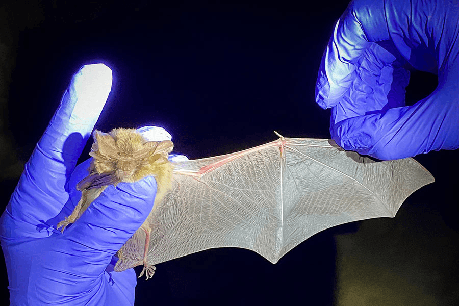 For Health’s Sake: Bat With Rabies Infects Family Pet