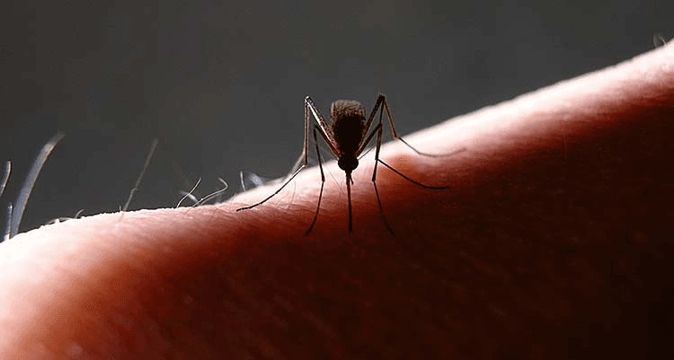Duchesne County Latest Positive For West Nile Virus In Mosquito Pool