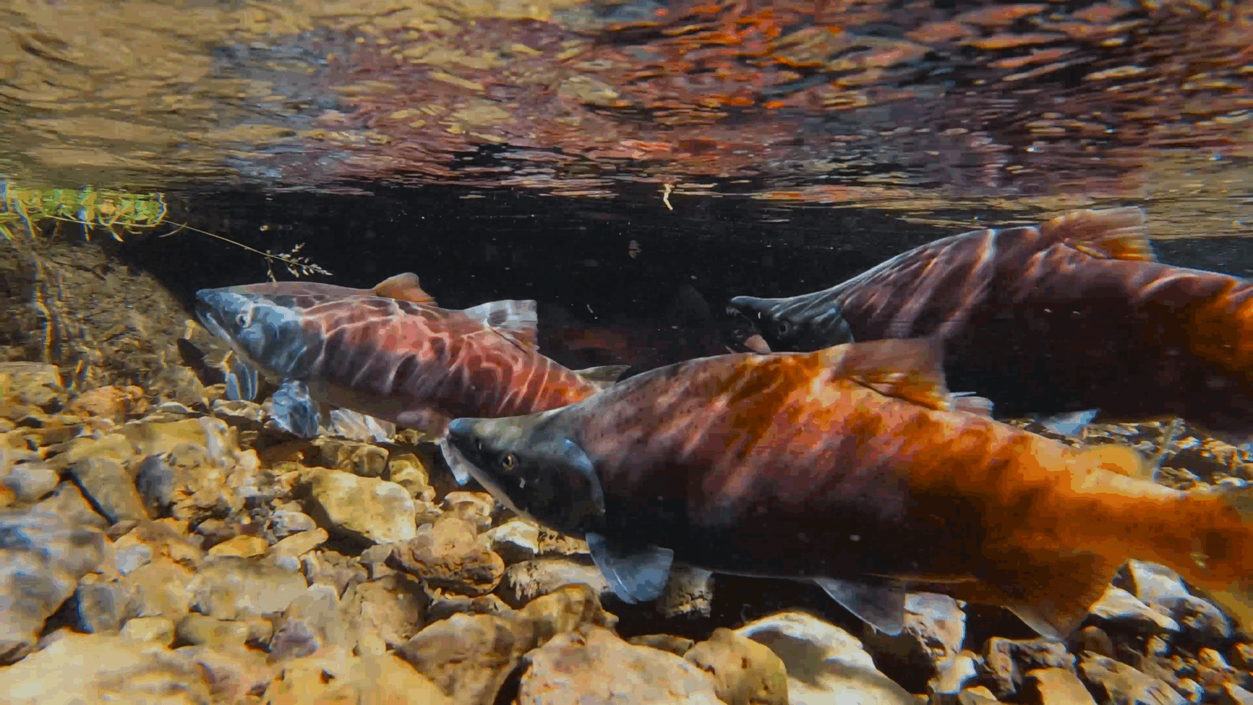 Time For Red Kokanee Salmon Viewing Approaches