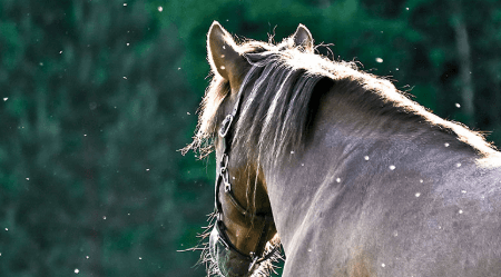Uintah County Horse Tests Positive For West Nile Virus