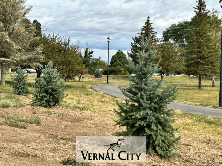 Walking Park Trees Replaced And New Watering System Installed