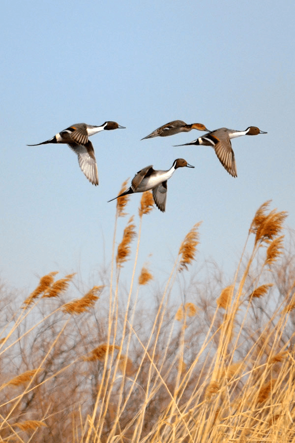 DWR: Waterfowl Hunting Season Has Arrived
