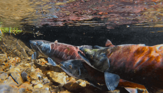 DWR: Things To Remember When Viewing Kokanee Salmon