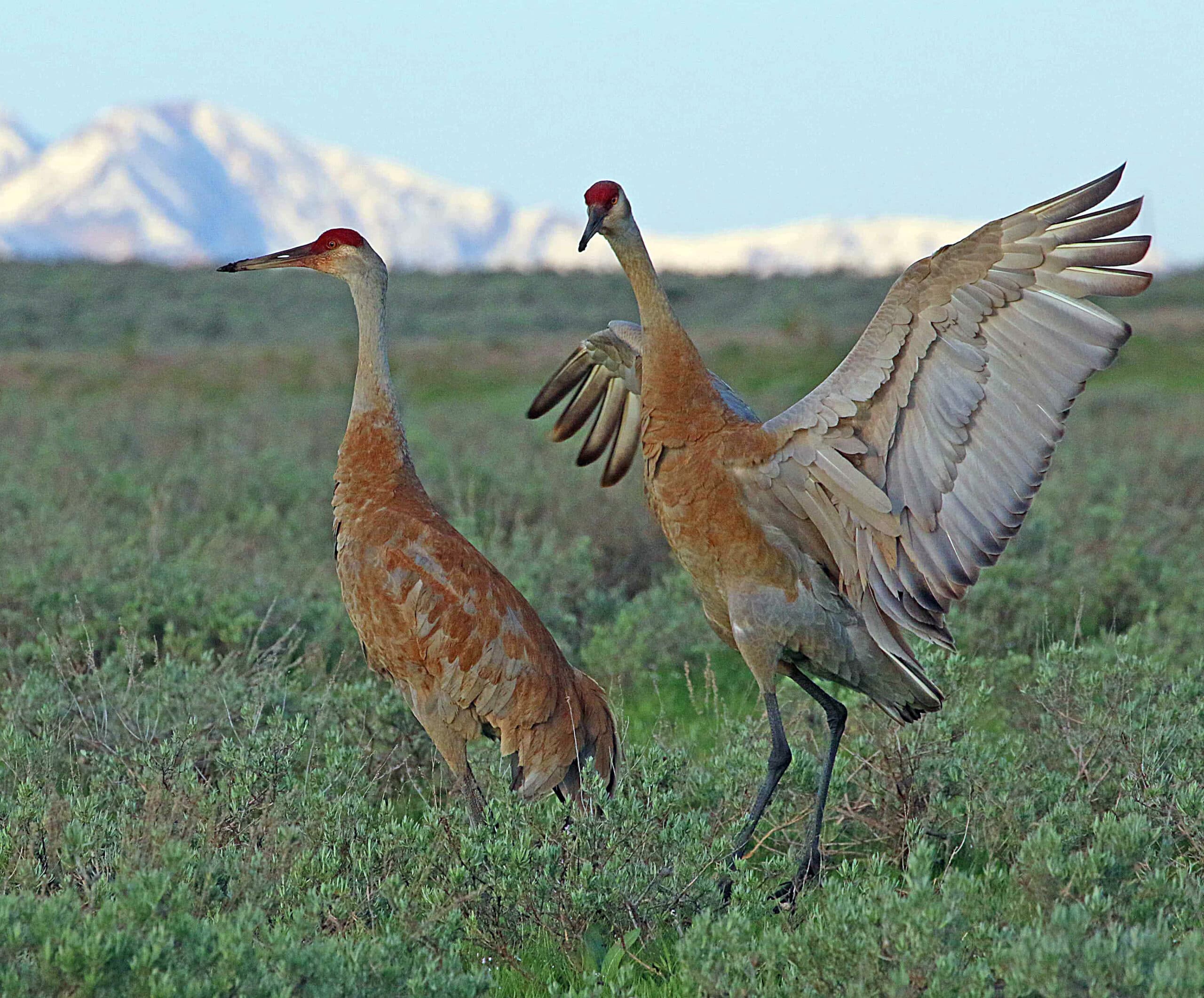 Sandhill Crane Viewing Events Coming Up