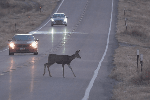 Drivers Reminded To Watch For Wildlife During Dark Commuting Months