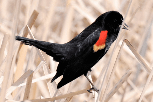 DWR Birding Event