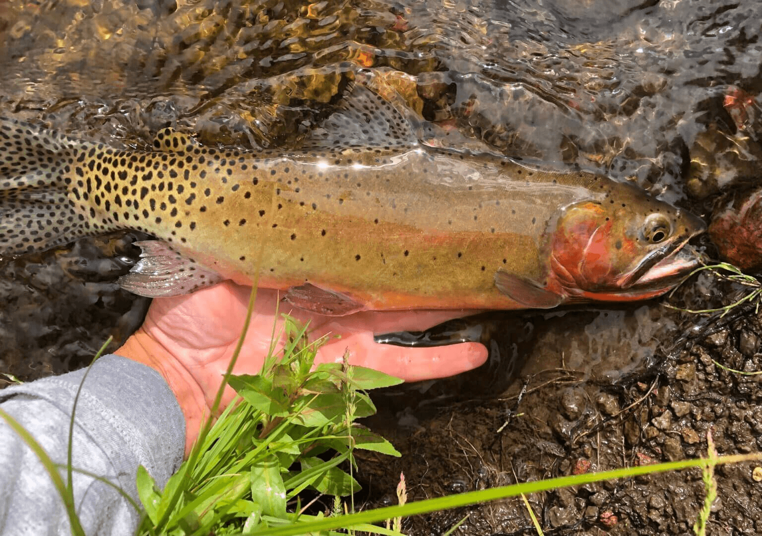 DWR Cutthroat Slam