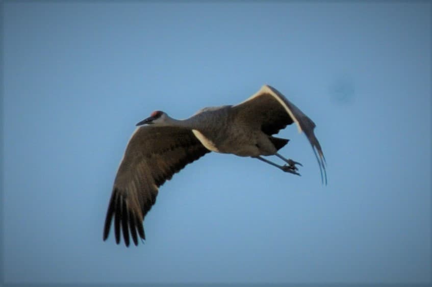Sandhill Crane Growing Population Poses Challenges For Farmers