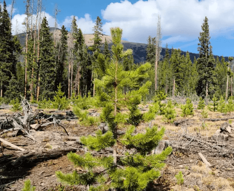 Christmas Tree Permits On Sale