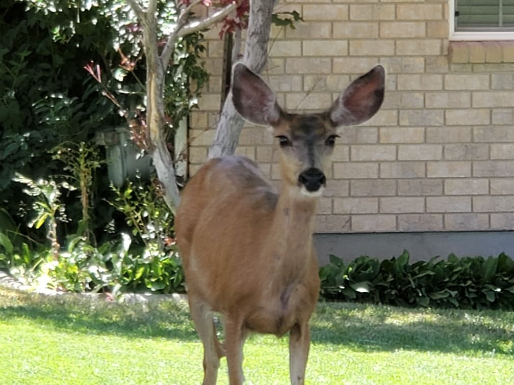 DWR Gives Guidance On When To Report A Wildlife Sighting