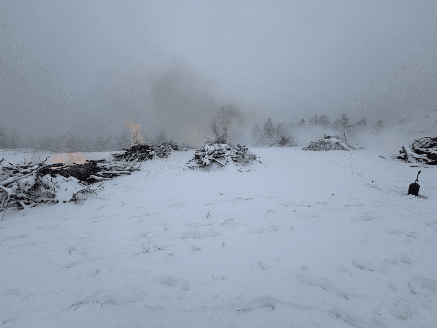 Successful Prescribed Burns In Ashley National Forest