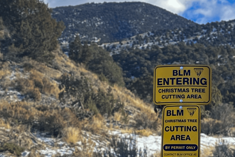 $1 Christmas Tree And Firewood Permits