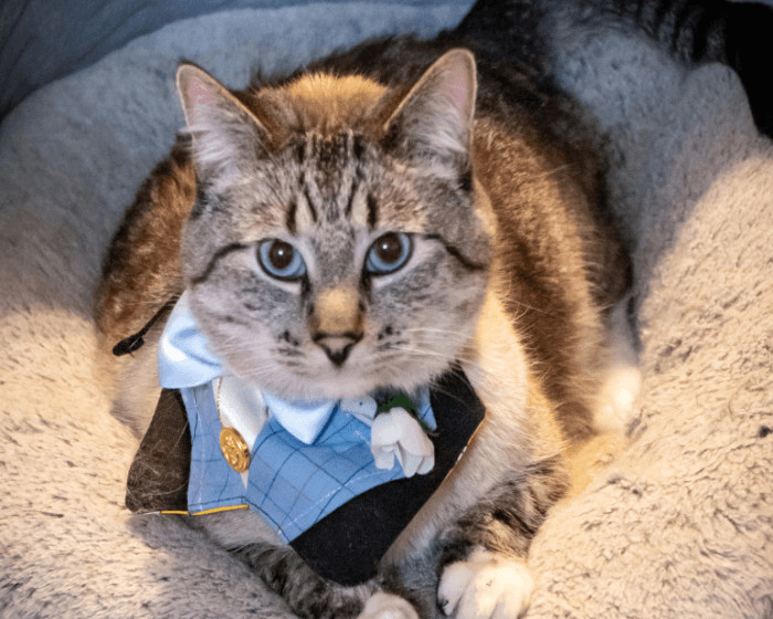 Baldur The Cat Vying For Title Of America’s Favorite Pet
