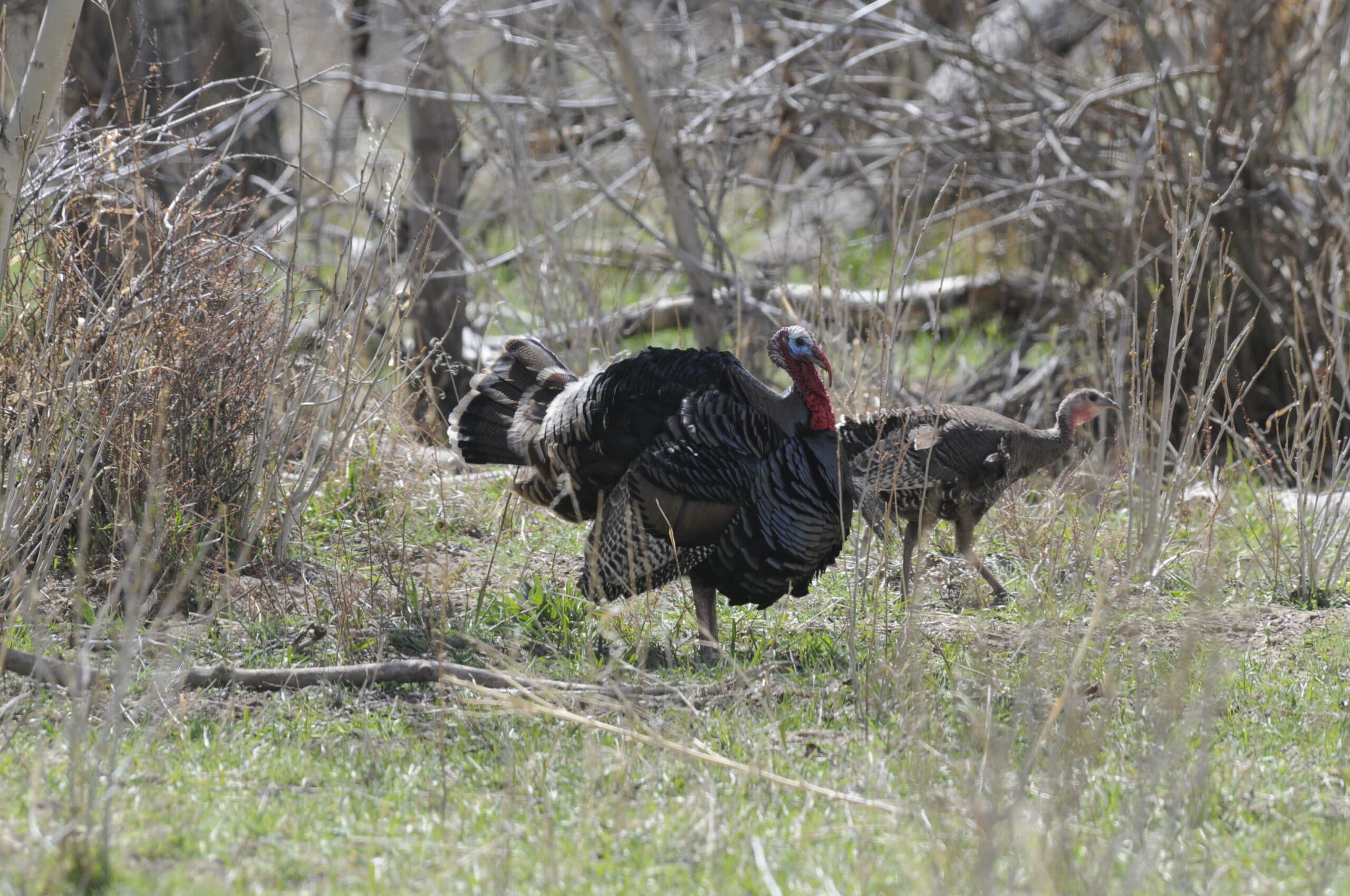 DWR Authorizing Agreements With Landowners To Enhance Big Game/Turkeys