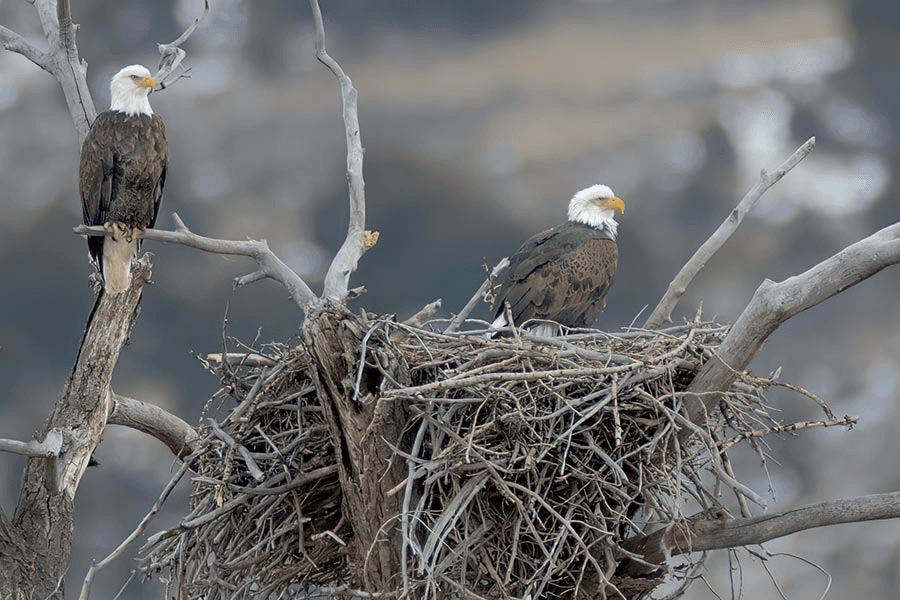 Where To Spot Eagles During Winter Migration