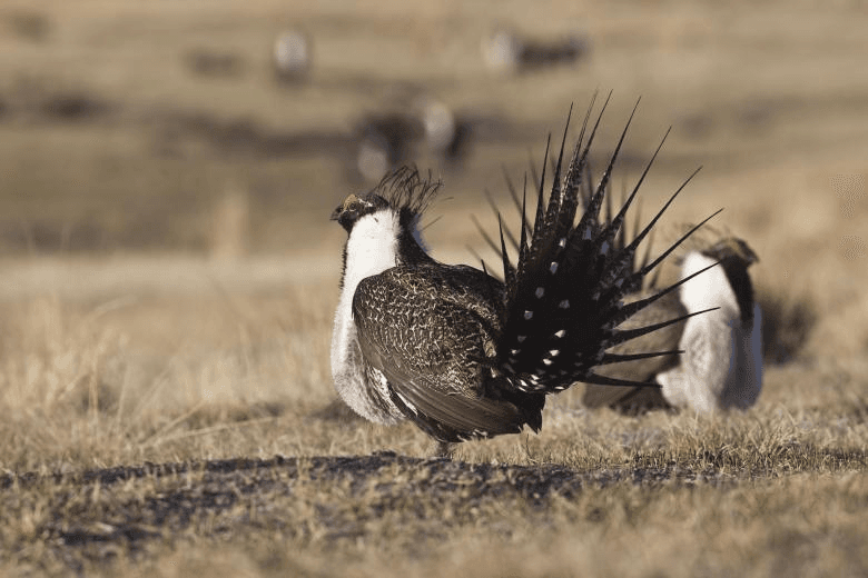 Plans Updated To Strike Balance On Greater Sage-Grouse Habitat Conservation And Public Lands Access