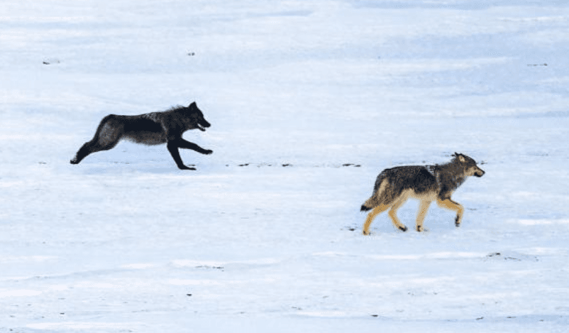 Wolves 2025 Year In Review And 2026 Outlook